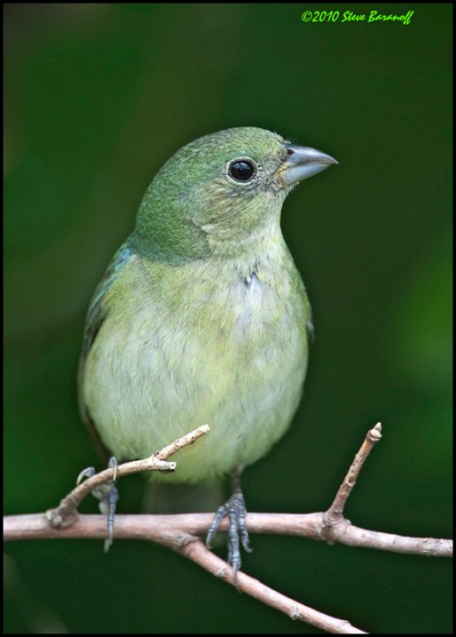 _0SB1270 1st year male painted bunting.jpg